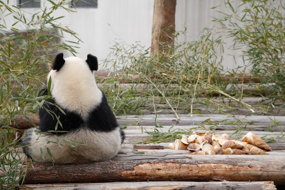 Sichuan's Panda Sanctuaries, China's Epic Pandas, Peaks & Ancient ...